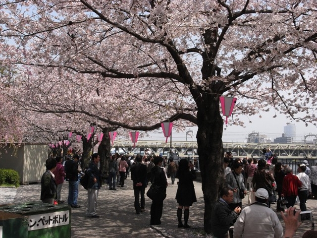 隅田公園桜まつり