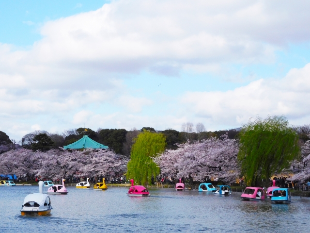 上野恩賜公園の桜