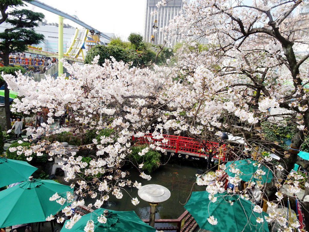 浅草花やしきの桜