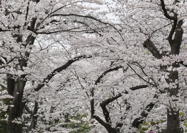 谷中霊園の桜