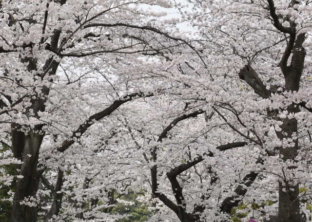 谷中霊園の桜