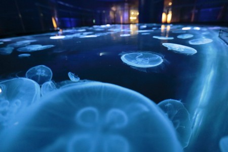 東京スカイツリータウン®にある「すみだ水族館」