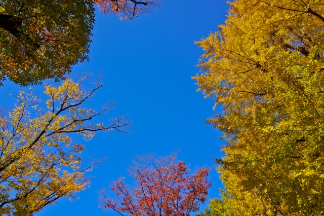 上野恩賜公園の紅葉 紅葉スポットはなんといても 西郷隆盛像 浅草情報サイト The浅草 行事 ランチ グルメ