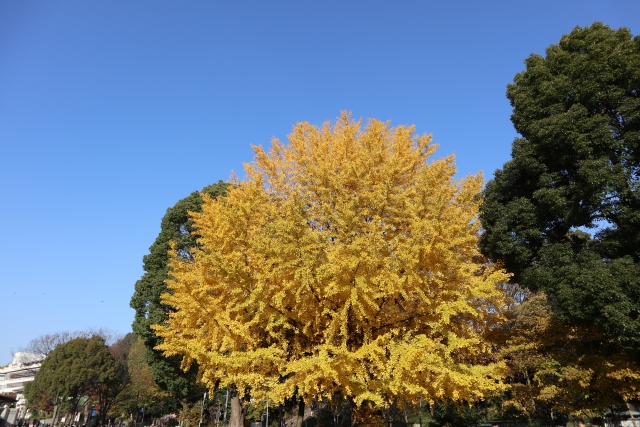 上野恩賜公園の紅葉