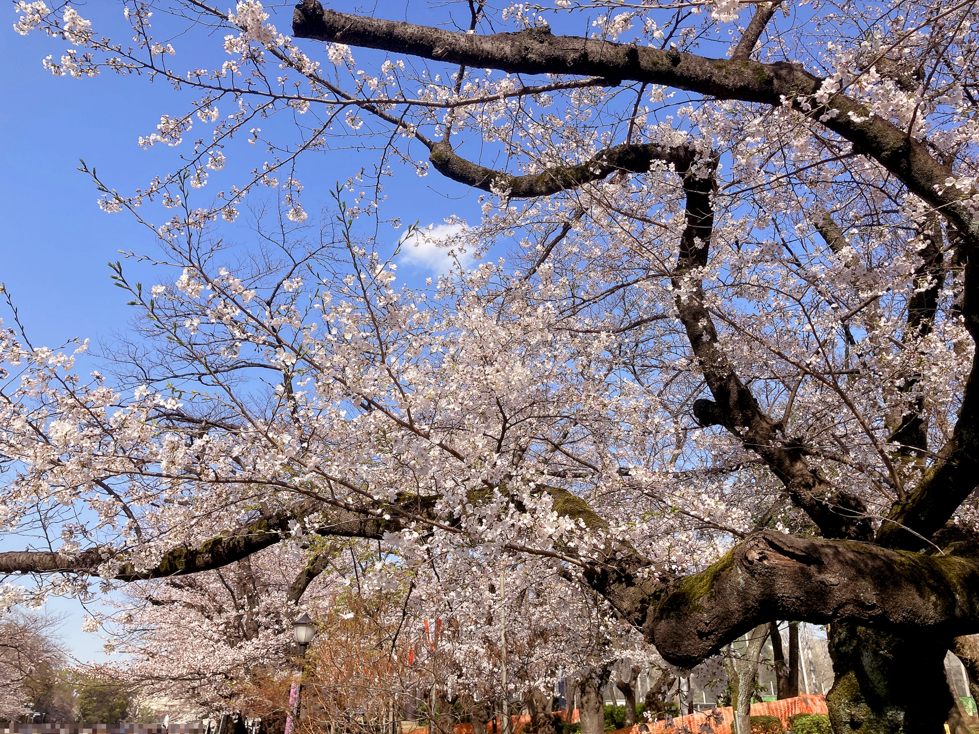 浅草周辺の桜・花見情報